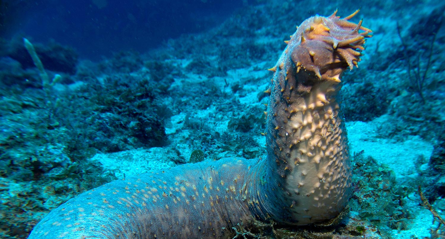 list of most terrifying deep sea animals – unique nature habitats