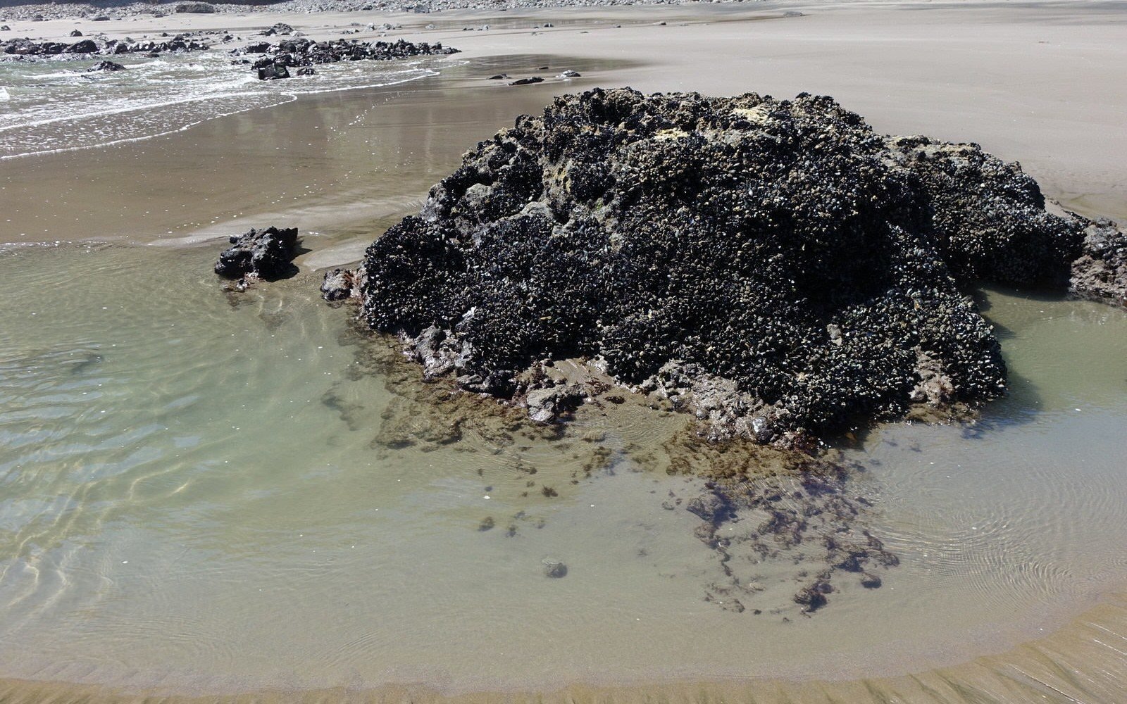 Mussel-covered rock outcrop surrounded by shallow tide pools on a sandy beach