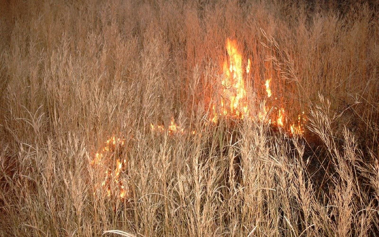Flames burn through tall dry grass, consuming stalks while leaving scattered stems standing