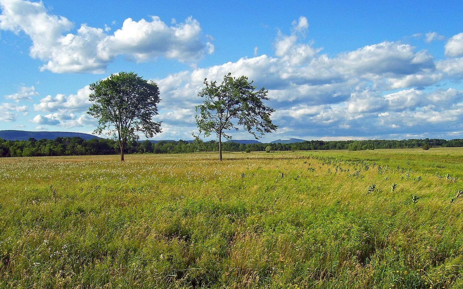 Two scattered trees rise from a grassy field with distant hills under a blue, cloud-dotted sky