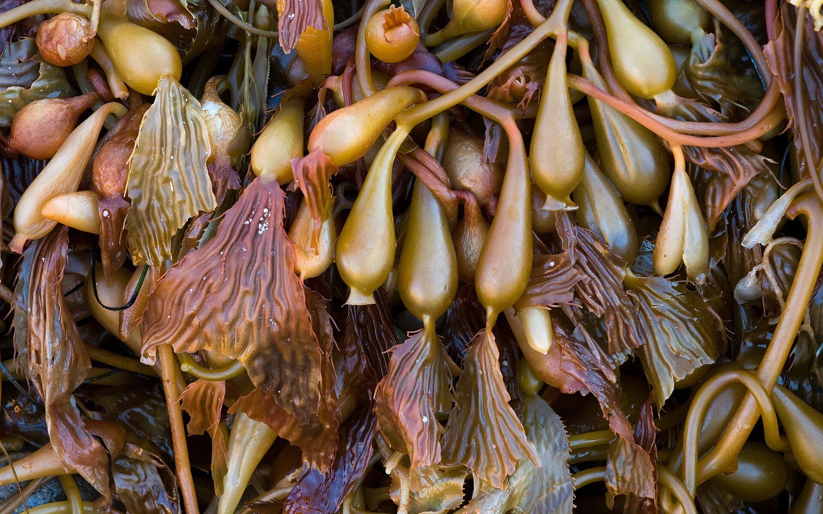 Close-up of bulbous kelp bladders and rippled brown fronds tangled together