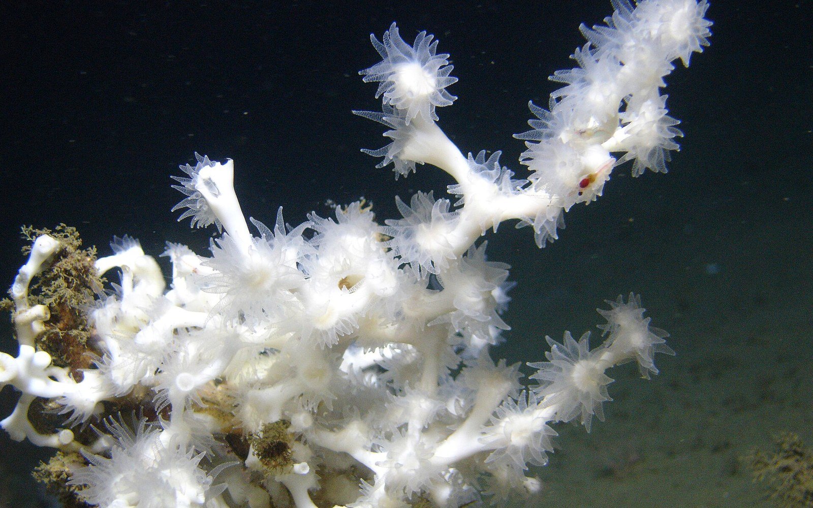 White branching coral polyps with feathery tentacles extend over a dark seafloor