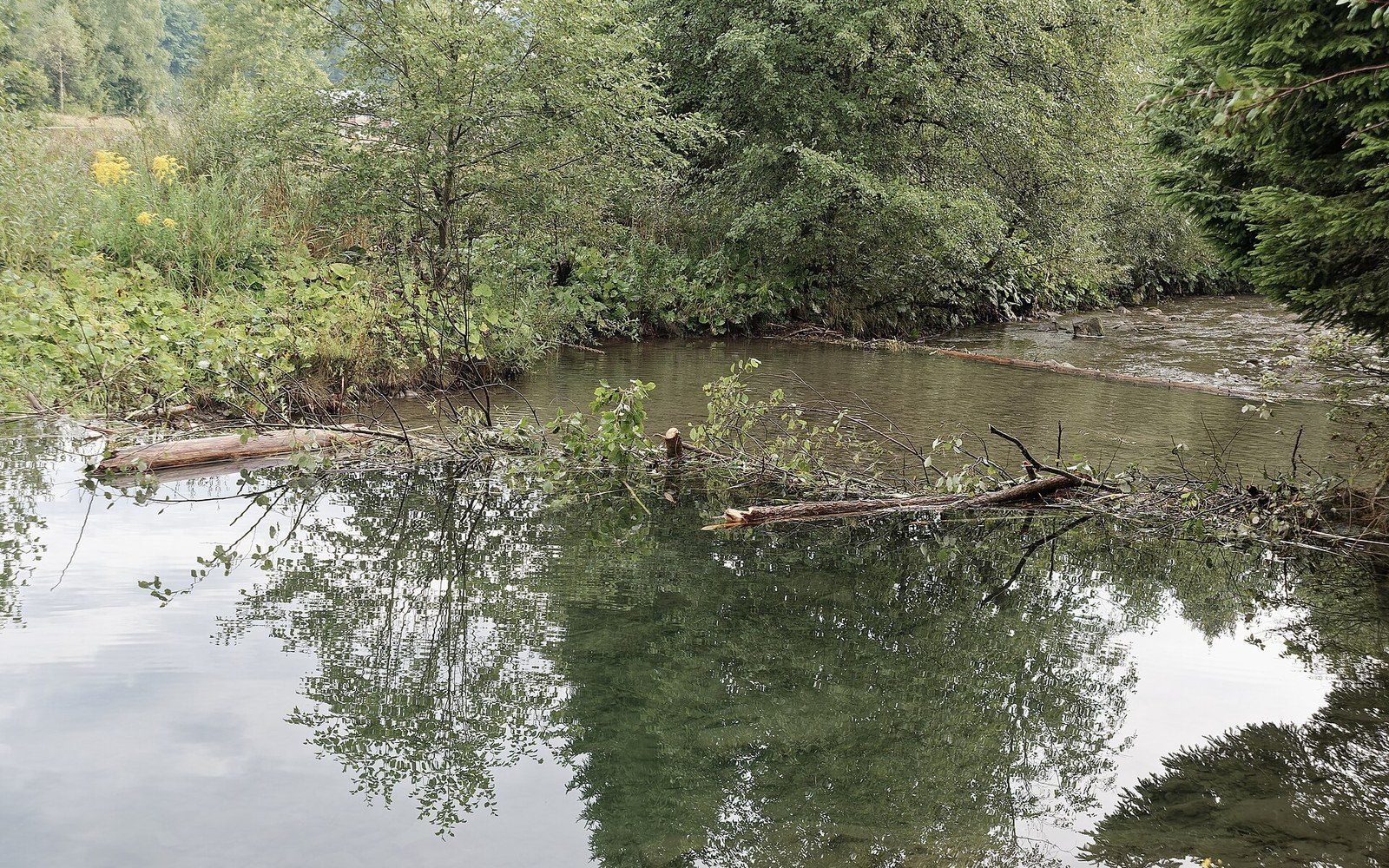 Fallen logs form a small dam across a calm, tree-lined stream