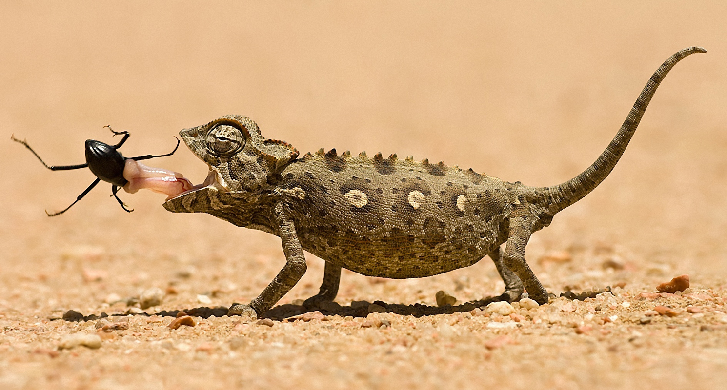 sahara desert animals and plants