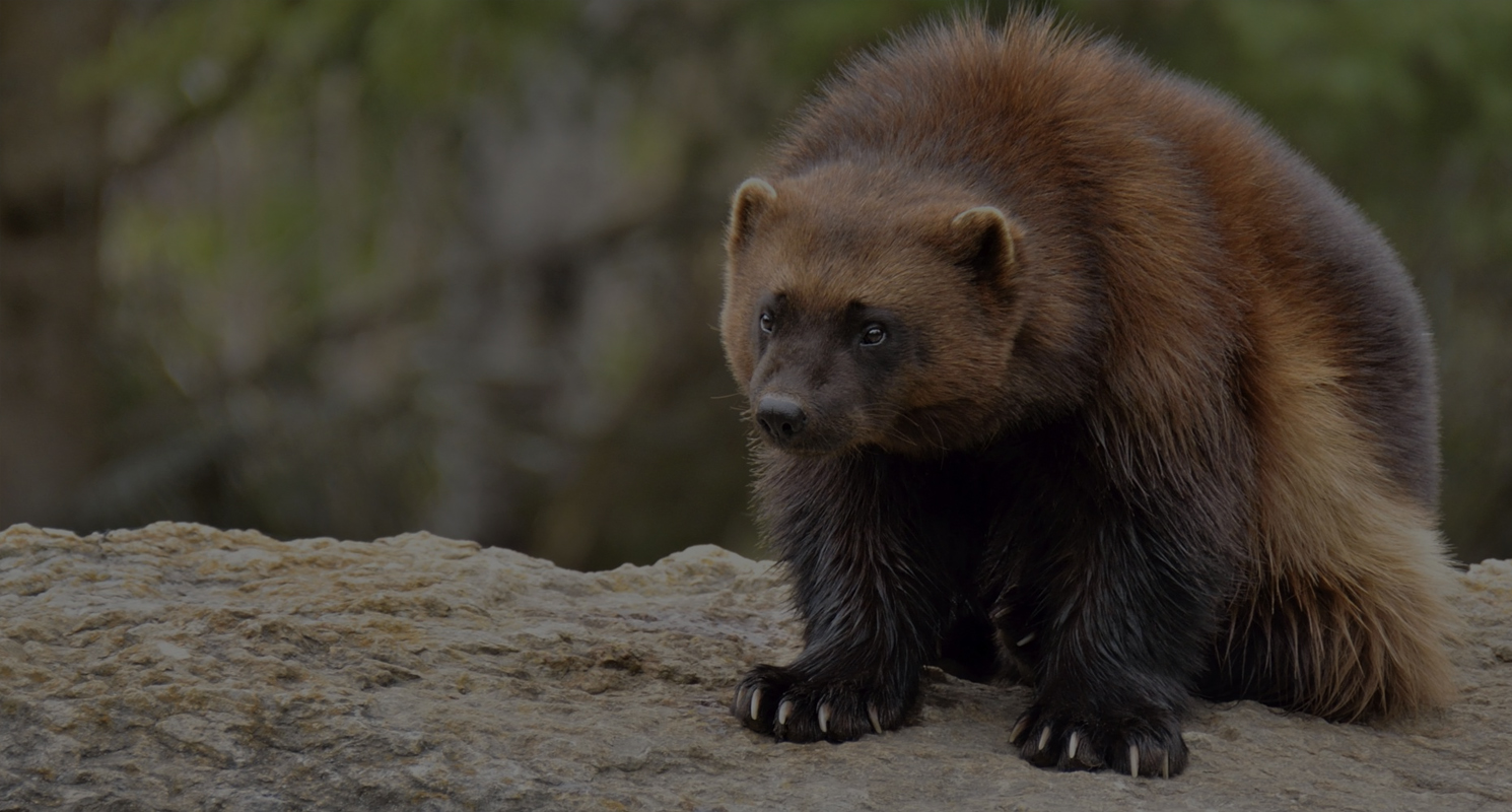 Unique Nature Habitats Beauty Of Nature Magazine