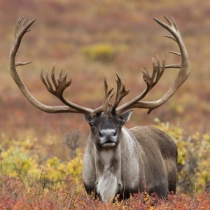 Top 10 Endangered Animals In Arctic Tundra Region – Unique Nature Habitats