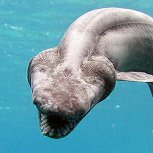 List Of Most Terrifying Deep Sea Animals – Unique Nature Habitats