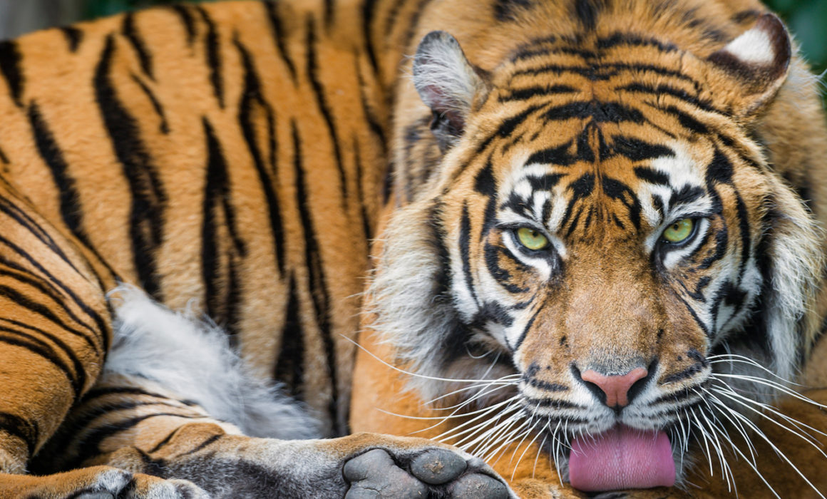 Explore Rare Species Of Animals In Boreal Forest – Unique Nature