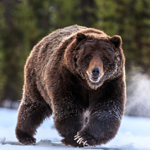 Explore Rare Species Of Animals In Boreal Forest – Unique Nature