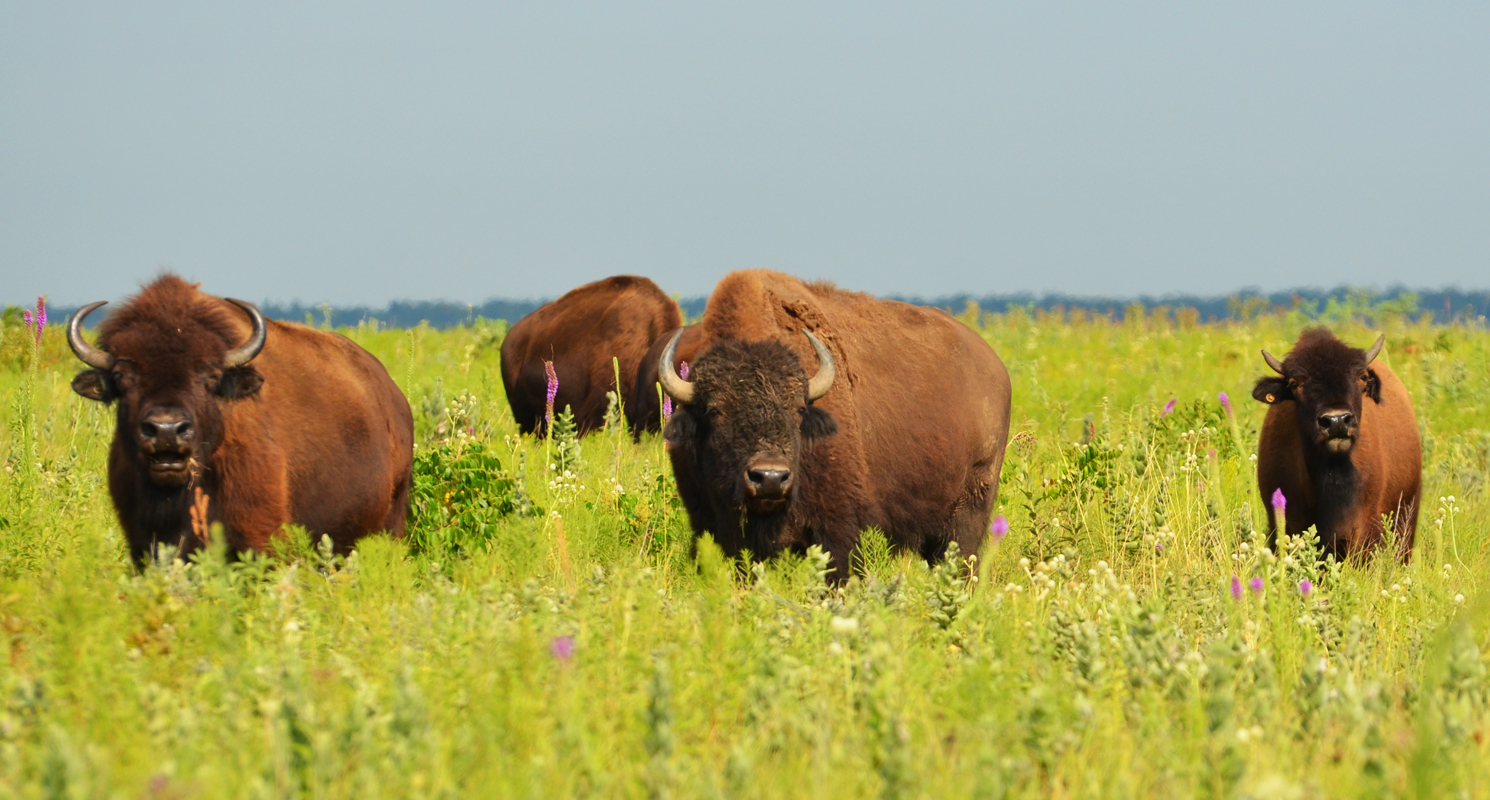 Wildlife In The Temperate Grasslands — Diverse Or Abundant Unique